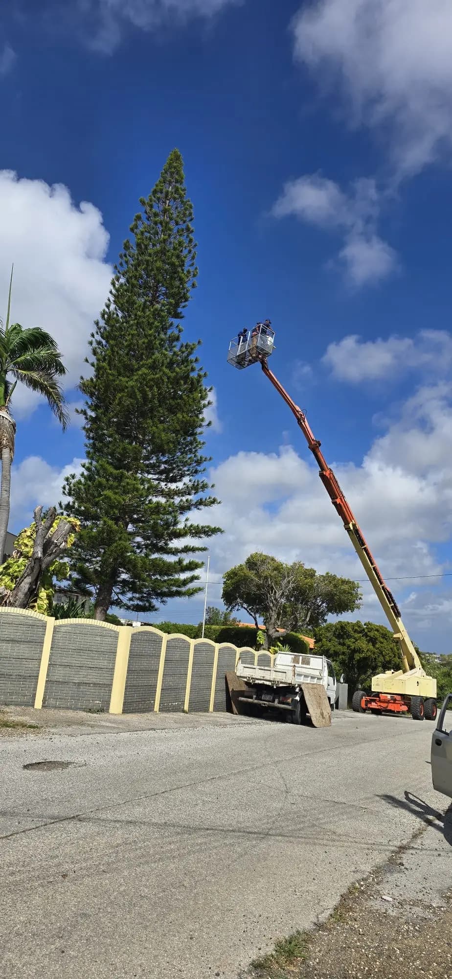 Tree Maintenance